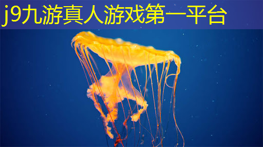 叠纸游戏3d乙女攻略